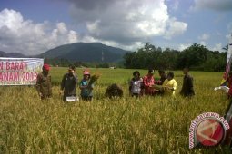 Gubernur Cornelis Panen Raya di Ngarak Landak