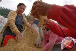 Produksi padi Aceh Januari-Agustus 2013 turun