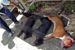 Sejumlah Warga Minta Pemerintah Eliminasi Anjing Liar