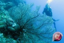 200 pakar bahas keragaman hayati Wakatobi