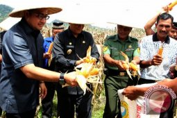 LEGISLATOR: Aceh Selatan Berpotensi Jadi Lumbung Jagung