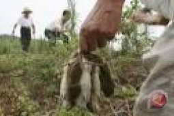 DP3K Penajam Musnahkan 12.100 Ekor Tikus
