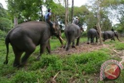 BKSDA Terima Gajah Liar Tangkapan Masyarakat