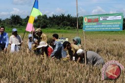 HST Kembangkan Padi Organik