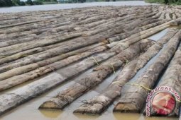 PEDALAMAN ACEH BARAT RAWAN ILEGAL LOGING