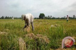 Bupati Penajam Dorong Petani Terapkan Mina Padi