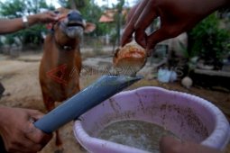 Suplemen Sapi Kerapan