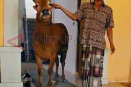 Jelang Kerapan Sapi