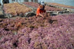 Bibit Rumput Laut