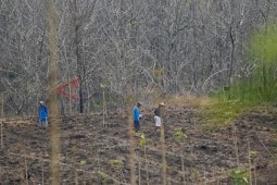 Bercocok Tanam di Kawasan Hutan