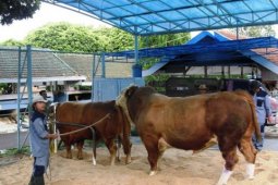 Ditjen Peternakan Kembangkan Sapi Unggulan