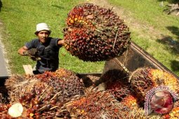 Hasil Sawit Habis Diongkos Petik-angkut