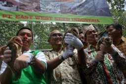 Burung Hantu Pengendali Hama Tikus