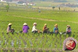 Aceh Utara Menuju Swasembada Pangan