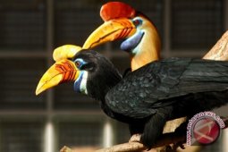 Regenerasi burung julang Sulawesi di Gorontalo Terancam