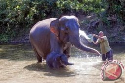 Warga Aceh Barat Kritis Diamuk Gajah