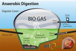 Masyarakat Buat Gas dan Energi Listrik Dari Eceng Gondok