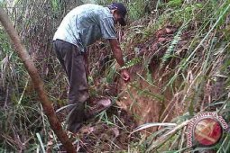 Bukit Pelita Sengah Temila Retak