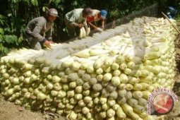 BKP Pangkalpinang Musnahkan Lobak Asal China