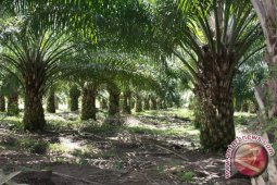 Petanipun Kini "Bermain" Saham