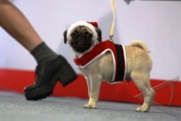 Fashion Show Anjing