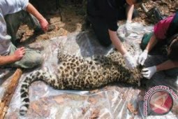 Populasi macan tutul amur meningkat