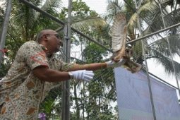 Burung Hantu Pengendali Hama Tikus