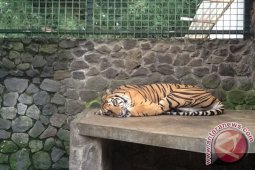 Harimau Sumatera penghuni vila kehilangan insting liarnya