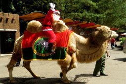 TSI persembahkan Santa naik unta dan gajah