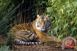 Populasi Harimau Sumatra di Bengkulu 220 Ekor