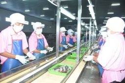 Industri perikanan Norwegia patut dicontoh Indonesia