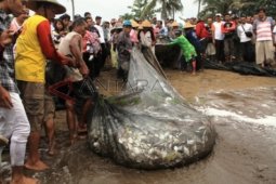 Nelayan Panen Ikan