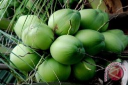 Tulang Bawang kembangkan Kelapa Kopyor dari IPB