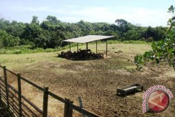 UPTD Penangkaran Rusa di Penajam Terkendala Lahan