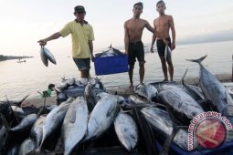 Penelitian Ikan Tuna Indonesia Diapresiasi Dunia