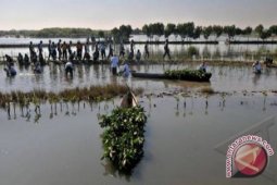 Indocement Planting 5,000 Mangrove Seed