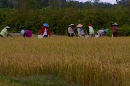 Padi Sawah di SP 1 Merbang Sekadau Diserang Walang Sangit