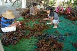 Bibit Rumput Laut