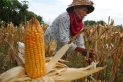 Harga Jagung Turun
