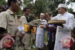 "Bali Zoo" Gelar Ritual "Tumpek Kandang"
