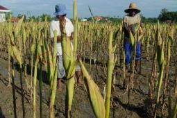 Produksi Jagung Turun