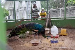 Burung Merak