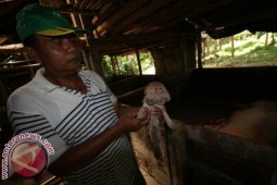 Warga Tabanan Digegerkan Babi Berkepala Dua