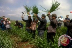 IPB kembangkan rumput gajah odot