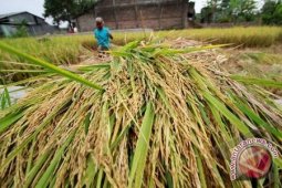 NTP Maluku April 2020 turun 1,08 persen