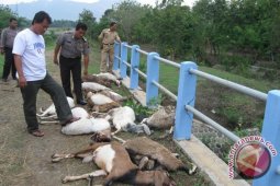 Dozens of Goat  Dead in South Kelumpang