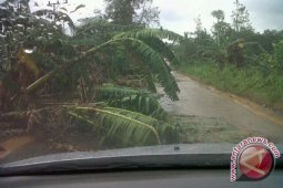 Puluhan Pohon di Separi Tumbang Diterjang Angin