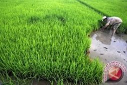 Pemprov Malut terus tingkatkan produksi beras