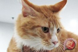 Huraira 'menghajikan' orang tua berkat kucing.