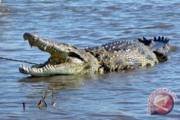 Peneliti: buaya bisa memanjat pohon